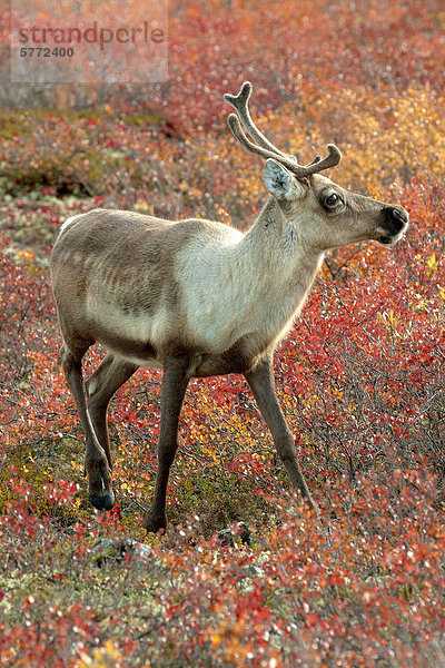 Barrenground Karibu Kuh (Rangifer Tarandus) in der Herbst Tundra vor Winter Migration  Barrenlands  zentrale Nordwest-Territorien  arktischen Kanada