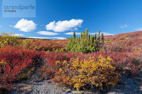 Herbst Tundra  Barrenlands  zentrale Nordwest-Territorien  arktischen Kanadas. Orange/rötlich Zwerg-Birke (Betula glandulosa.) und gelbe Weide (Salix Spp)