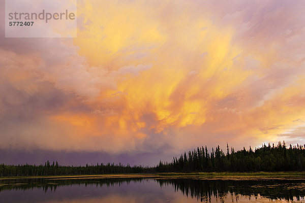 Borealen Wald Sonnenuntergang  Yellowknife Umgebung  Nordwest-Territorien  Nordkanada