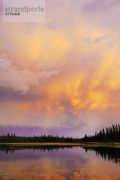 Borealen Wald Sonnenuntergang  Yellowknife Umgebung  Nordwest-Territorien  Nordkanada