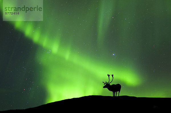 Stier Karibu (Rangifer Tarandus) silhouetted gegen die Nordlichter  Barrenlands  zentrale Nordwest-Territorien Kanadas Arktis