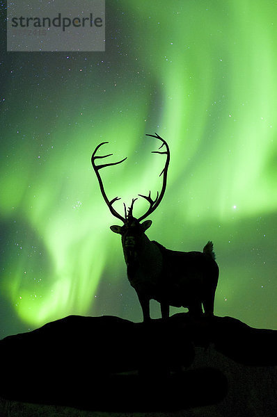 Stier Karibu (Rangifer Tarandus) silhouetted gegen die Nordlichter  Barrenlands  zentrale Nordwest-Territorien Kanadas Arktis