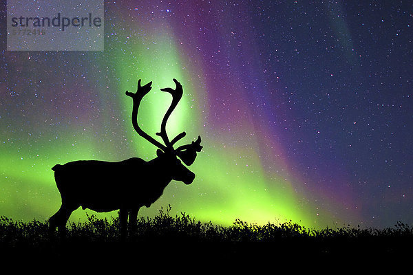 Stier Karibu (Rangifer Tarandus) silhouetted gegen die Nordlichter  Barrenlands  zentrale Nordwest-Territorien Kanadas Arktis