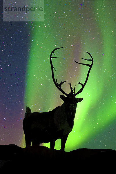 Stier Karibu (Rangifer Tarandus) silhouetted gegen die Nordlichter  Barrenlands  zentrale Nordwest-Territorien Kanadas Arktis