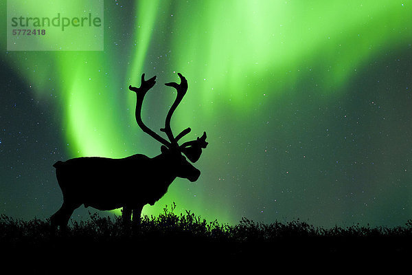 Stier Karibu (Rangifer Tarandus) silhouetted gegen die Nordlichter  Barrenlands  zentrale Nordwest-Territorien Kanadas Arktis