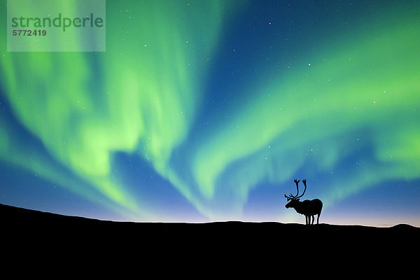 Stier Karibu (Rangifer Tarandus) silhouetted gegen die Nordlichter  Barrenlands  zentrale Nordwest-Territorien Kanadas Arktis