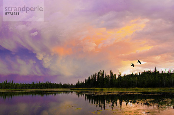 Kolkrabe (Corvus Corax) fliegen über einen boreal See bei Sonnenuntergang  Umgebung Yellowknife  Nordwest-Territorien  Nordkanada