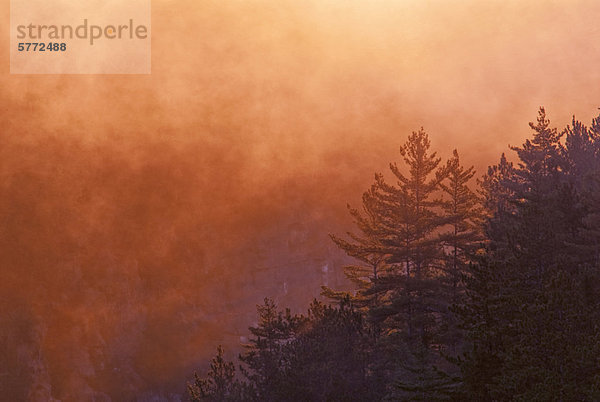 Nebel steigt und White Pine Forest bei Tagesanbruch in der Barron Canyon. Algonquin Provincial Park  Ontario  Kanada