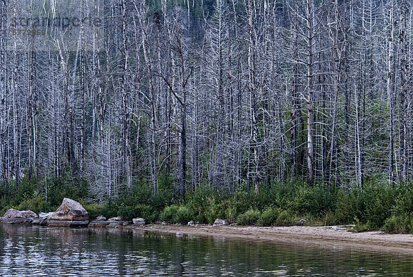 Verkohlten Überreste des Waldes Feuer Sudbury 46  die begann im Mai 2007 bei Halfway Lake Provincial Park verbrennen und hier abgebildet ist vier Jahre später  Ontario  Kanada