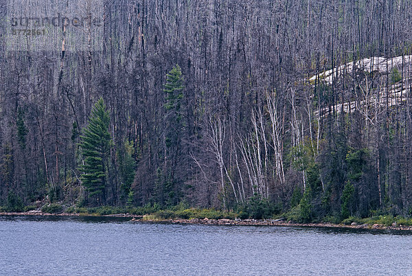 Verkohlten Überreste des Waldes Feuer Sudbury 46  die begann im Mai 2007 bei Halfway Lake Provincial Park verbrennen und hier abgebildet ist vier Jahre später  Ontario  Kanada