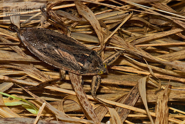 Riesige Wasser-Bug (Ancyluris Americanus) inmitten der Gräser in Conjunctivitis Teich in der Nacht in der Nähe von Thornton  Ontario.