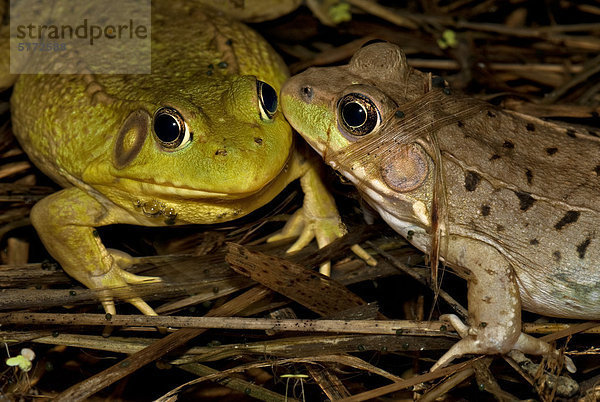 Grün Frosch (Rana Clamitans) männlich und weiblich in Conjunctivitis Teich in der Nacht in der Nähe von Thornton  Ontario.