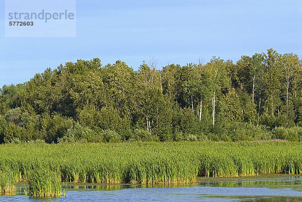 Hilliardton Marsh in der Nähe von New Liskeard  Ontario  Kanada