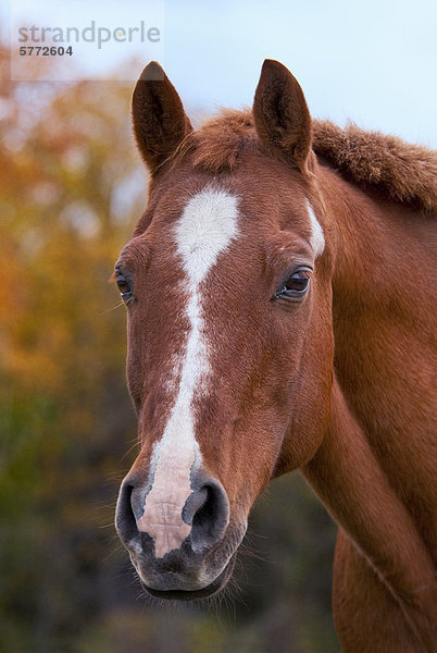 Pferd im Herbst (Equus Ferus przewalskii)