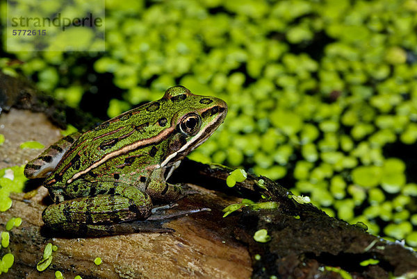 nahe klein Frosch Zimmer Sumpf Ländliches Motiv ländliche Motive Ontario Feuchtgebiet Wildtier
