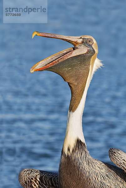 Brown Pelican (Pelecanus Occidentalis) Atlantic Phase auf der Insel Cayo Largo in Kuba.