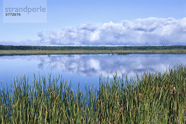 Winzige Marsh bei Tiny Marsh Provincial Wildlife Area in der Nähe von Elmvale Ontario  Kanada