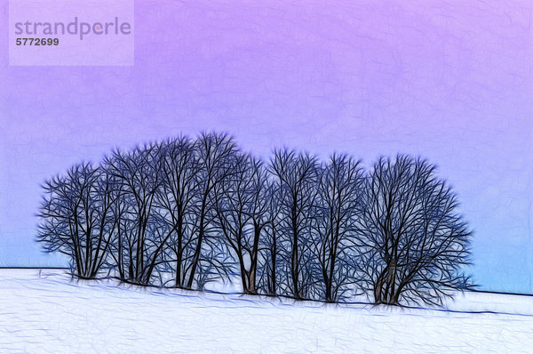 Fractalius Darstellung der Winter Zucker-Ahornbäume (Acer Saccharum) in der Nähe von Thornton  Ontario  Kanada