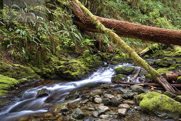 Goldstream River  Goldstream Provincial Park  Vancouver Island  British Columbia  Kanada
