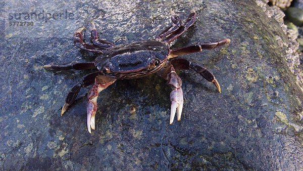 Shore Crab (Hemigrapsus spp.)