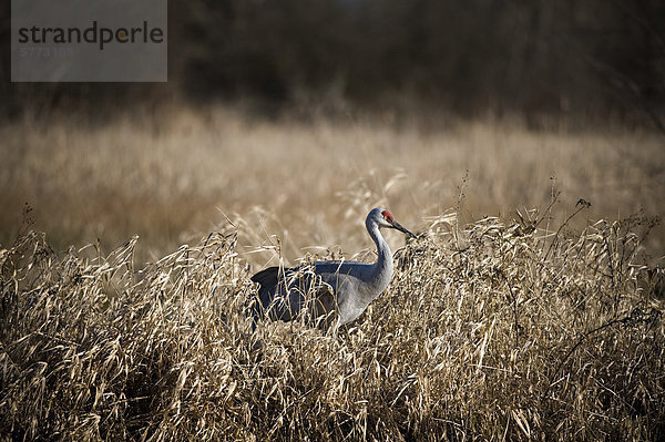 Kanadakranich (Grus Canadensis)  Reifel Vogel Heiligtum  Delta  BC  Kanada