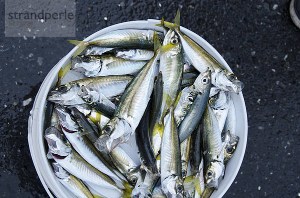 Sardinen gefangen in Bosphrus  Istanbul  Türkei