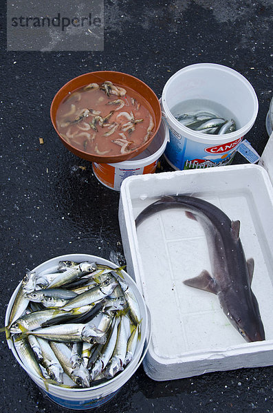 Sardinen und kleinen Hai gefangen in Bosphrus  Istanbul  Türkei