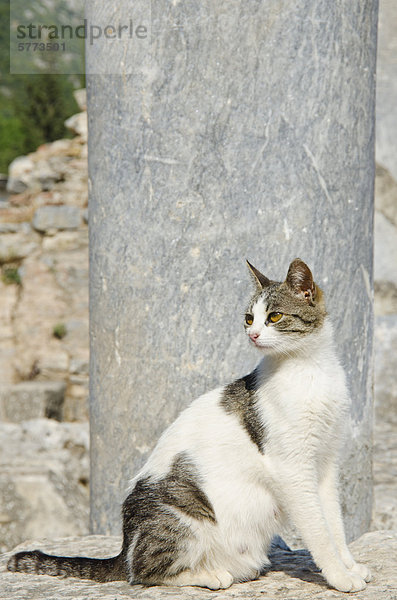 Katze in Ephesus  eine antike Stadt  und später eine römische Stadt  an der West Küste Kleinasiens  in der Nähe von heutigen Selçuk  Izmir  Türkei