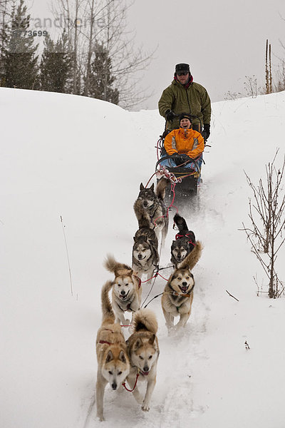 Junge Frau genießen Hundeschlitten fahren in Fernie  BC  Kanada.