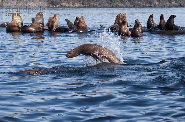 Wasser Insel springen Seelöwe Stellersche Seelöwe Eumetopias jubatus Kanada Vancouver