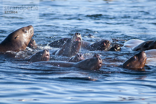 Wasser Insel springen Seelöwe Stellersche Seelöwe Eumetopias jubatus Kanada Vancouver