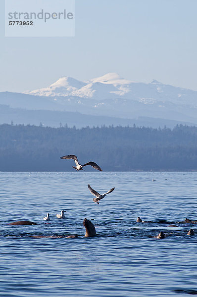 Wasser Insel springen Seelöwe Stellersche Seelöwe Eumetopias jubatus Kanada Vancouver