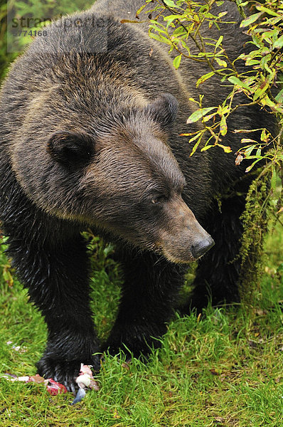 Vereinigte Staaten von Amerika USA Grizzlybär ursus horibilis Grizzly Fisch Pisces Wald Bach Süden Lachs Tongass National Forest Bär Erwachsener Alaska füttern