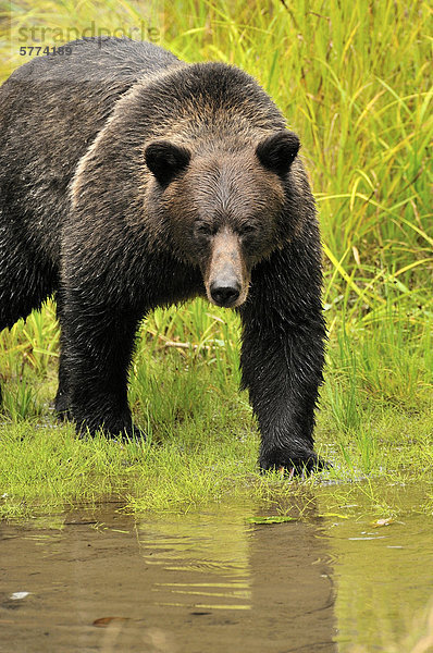 Erwachsene Grizzly Bär (Ursus Arctos) Tongass National Forest des südwestlichen Alaska  Vereinigte Staaten von Amerika.