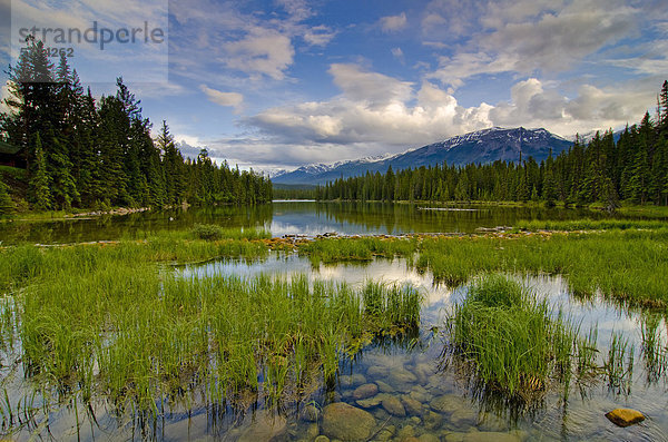 Das kristallklare Wasser zeigen die Shorse des Lac Beauvert  Jasper Park Lake  in der Nähe von Jasper  Alberta  in den Rocky Mountains  Kanada