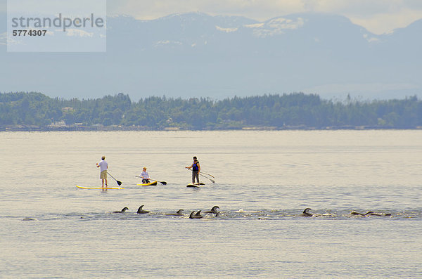 Longboarders beobachten Sie  wie eine Schote weiß-seitig Pacific Delphine schwimmen an ihnen vorbei Willingdon Strand in Powell River  am British Columbias Sunshine Coast  in der Region Vancouver Küste & Berge  Kanada