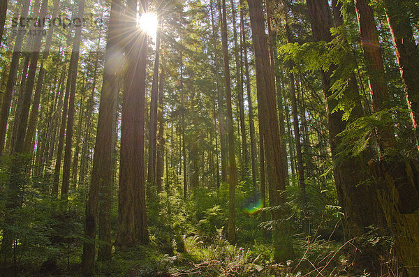 Sun Peak durch den üppig grünen Regenwald nahe Shelter Point Park auf der Texada Insel British Columbias Sunshine Coast  in der Region Vancouver  Coast & Mountains  Kanada