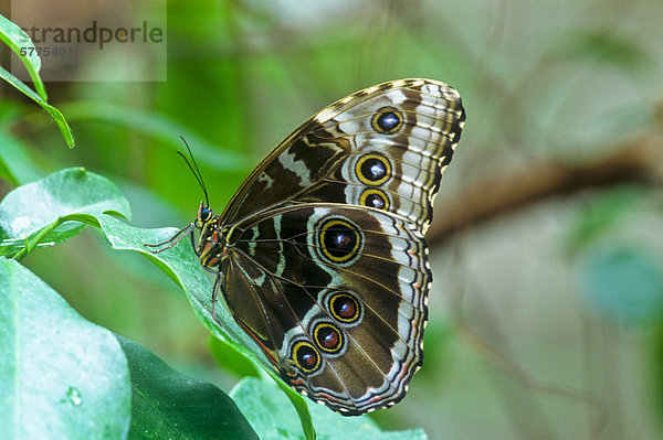 (Morpho Peleides Limpida)  gemeinsame Morpho Schmetterling. Ventrale Ansicht