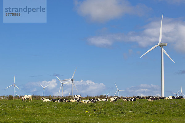 Windturbine Windrad Windräder Heu Kanada Prince Edward Island