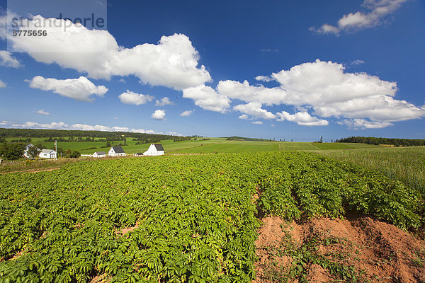 Bauernhof Hof Höfe Kanada Prince Edward Island