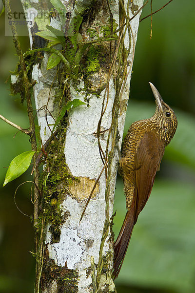 Brustband-Baumsteiger (Dendrocolaptes Picumnus) thront auf einem Zweig in Peru.