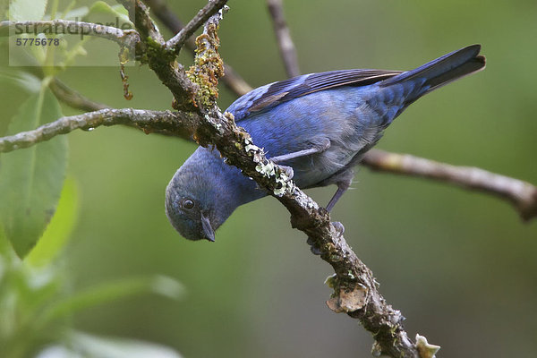 Blau-schwarzen Tangaren (Tangara Vassorii) thront auf einem Zweig in Peru.