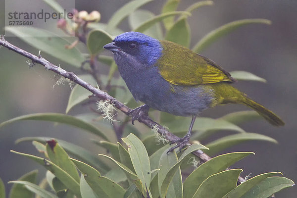 Blau-begrenzt Tangaren (Thraupis Cyanocephala) thront auf einem Zweig in Peru.