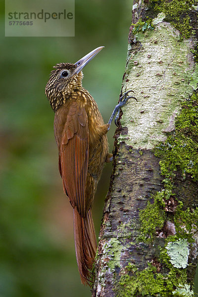 Stärkungszauber der Baumsteiger (Xiphorhynchus Guttatus) thront auf einem Zweig in Peru.