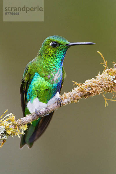 Weißbrust-Höschenkolibri (Eriocnemis Alinae) thront auf einem Zweig in Peru.