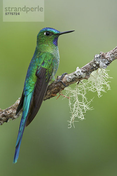 Himmelssylphe (Aglaiocercus Kingi) thront auf einem Zweig in Peru.