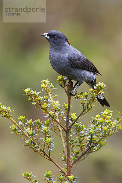 Rotschopfkotinga (Ampelion Rubrocristata) thront auf einem Zweig in Peru.