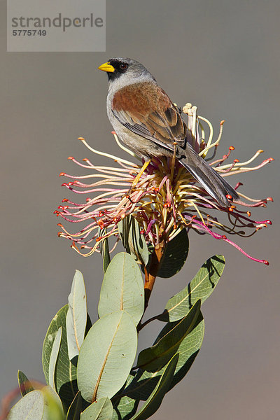 Rotschwanz-Backup Inca-Finch (Incaspiza Personata) thront auf einem Zweig in Peru.