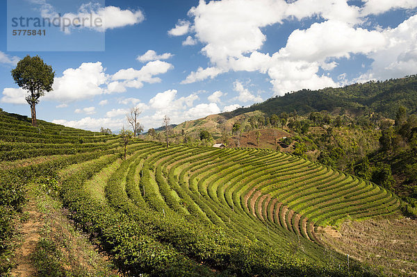 Oolong Teeplantage  bei Mea Salong  Nordthailand  Thailand  Asien