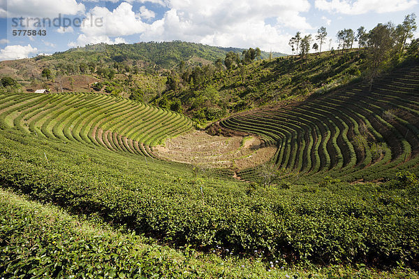 Oolong Teeplantage  bei Mea Salong  Nordthailand  Thailand  Asien